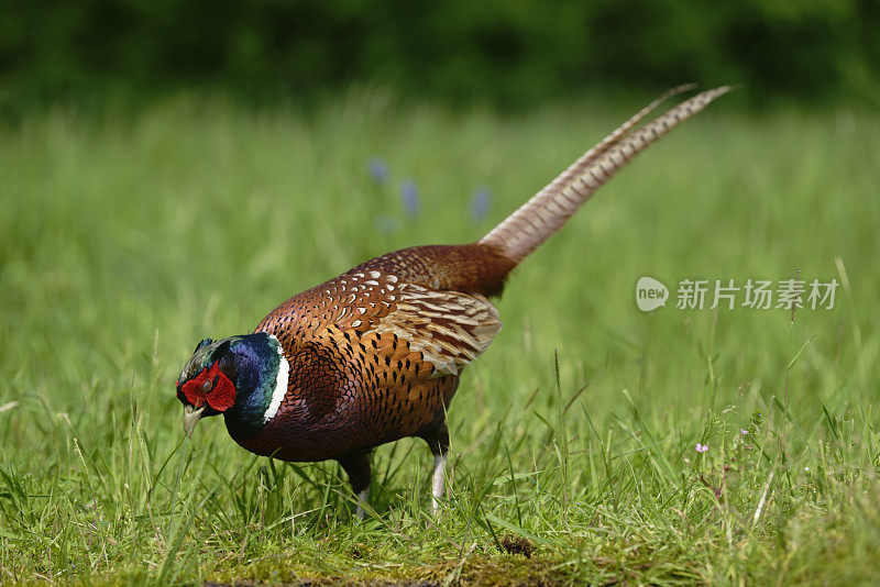 雄性野鸡（Phasianus colchicus）